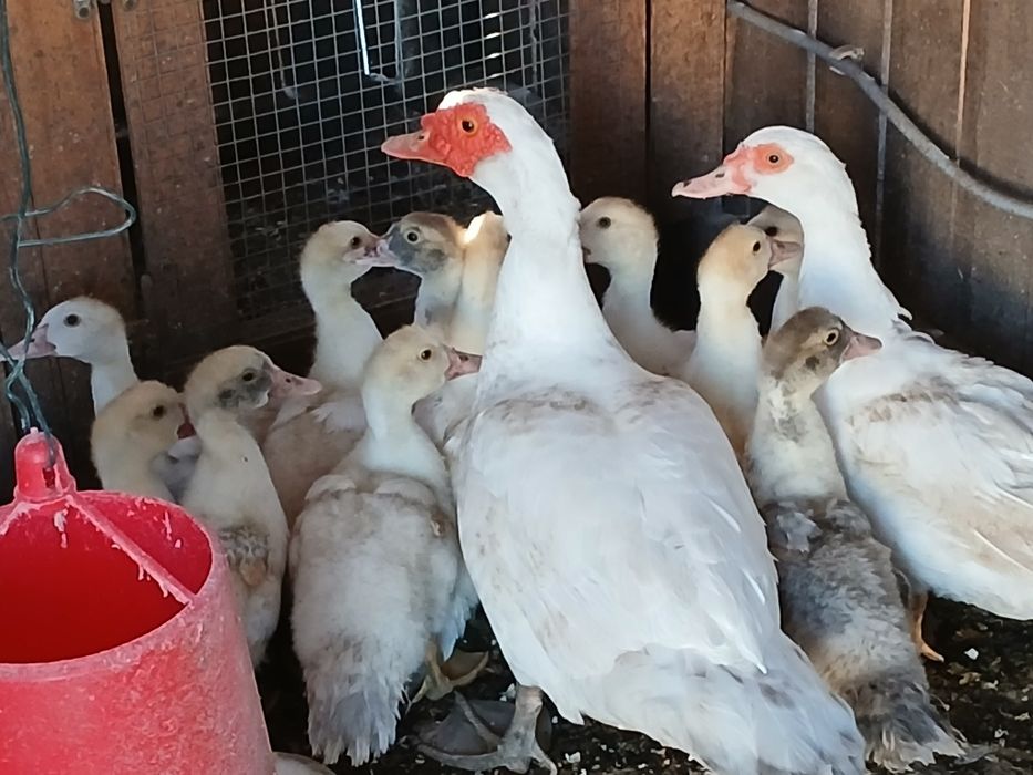 Vendo patos mudos
