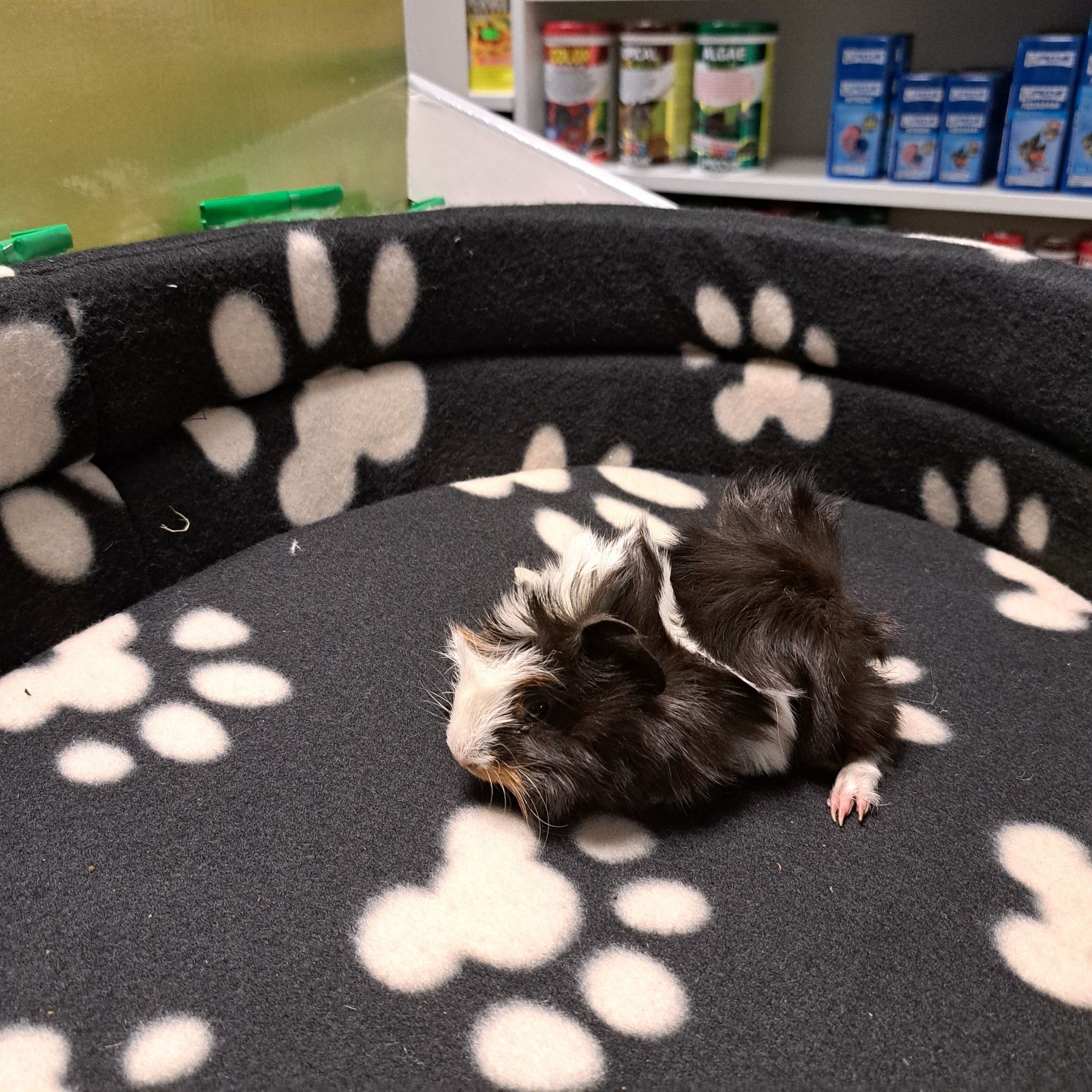 Świnka morska w GRUBY KOCUR sklep zoologiczny Rzeszów