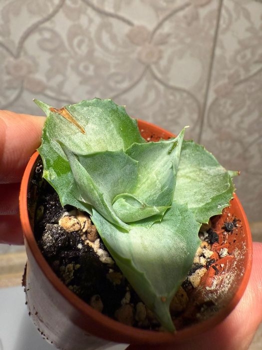 Агава mini agave Ohi Raijin variegated варієгатна