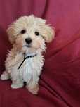 Maltipoo piesek mama maltańczyk tata pudel toy red