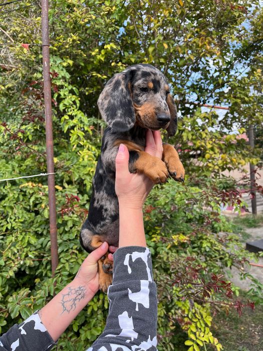 Продаются щенки таксы мрамор мерле