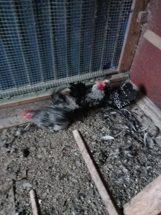 Pary młode kur Kochina i chabo