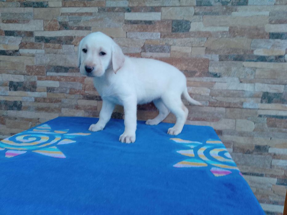 Labrador Retriever biszkopcik