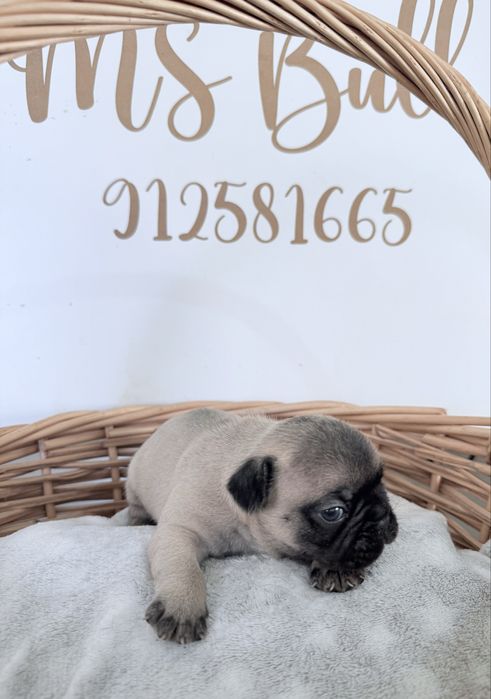 Buldogue Francês Menino
