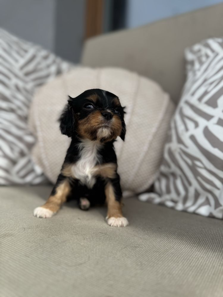 Suczka cavalier king charles spaniel gotowa do obioru