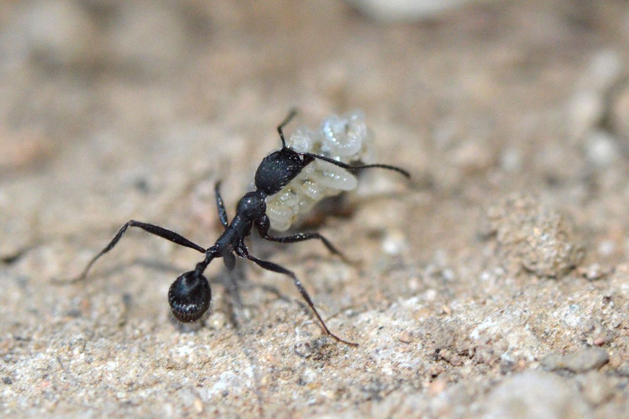 Aphenogaster senilis экзотические муравьи