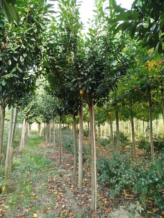 Planta Prunus Laurocerasus Novita 14-16