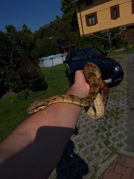 Terrarium wąż jaszczurka gekon