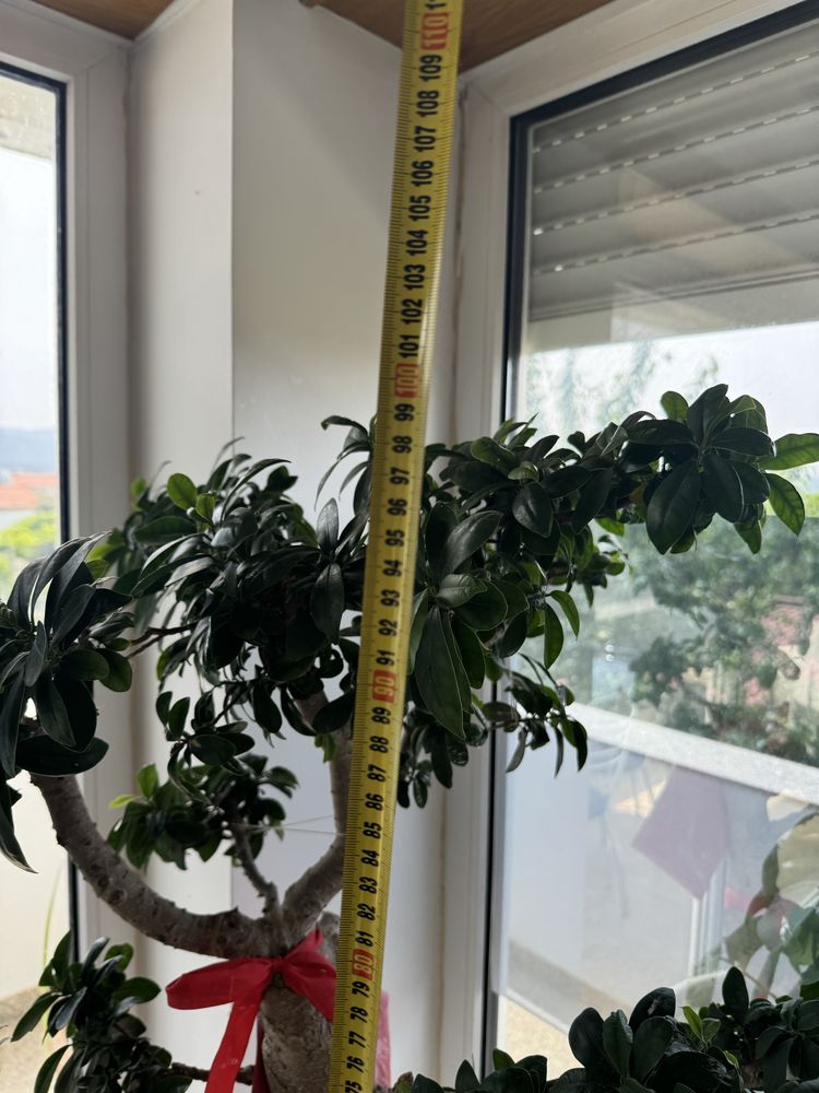 Plantas bonzai ficus