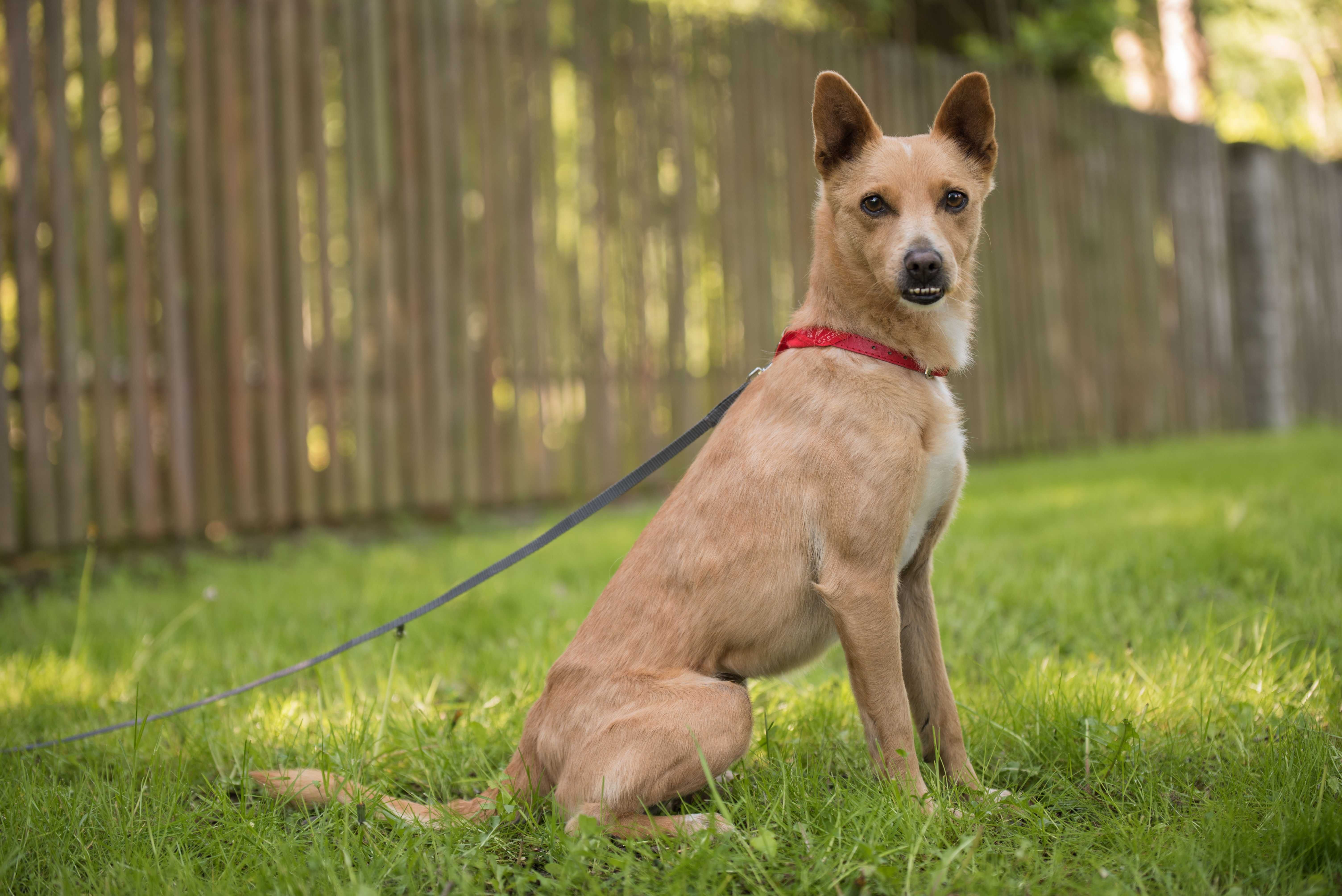 Śliczny mały Tufi poleca się do adopcji - słodki rudy psiak
