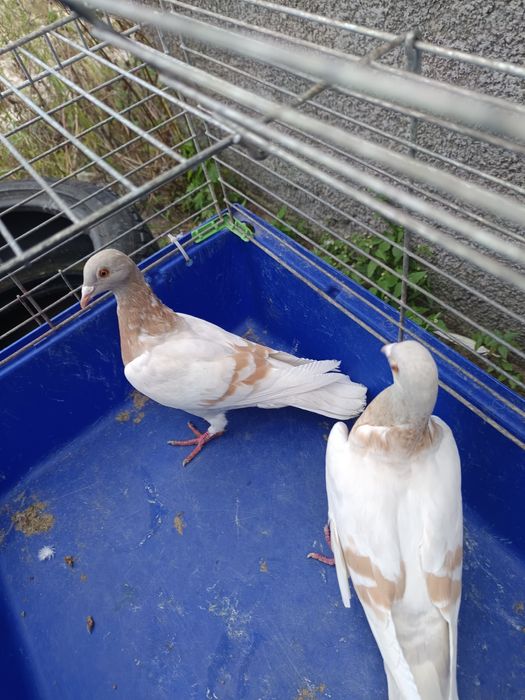 Sprzedam gołębie pocztowe DV ,PL ,2 sztuki MOŻLIWOŚĆ WYSYŁKI