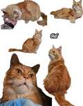 Koty domowe oswojone domowe adopcji