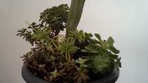 Taça com SUCULENTAS e CACTOS - plantas viçosas e bem desenvolvidas