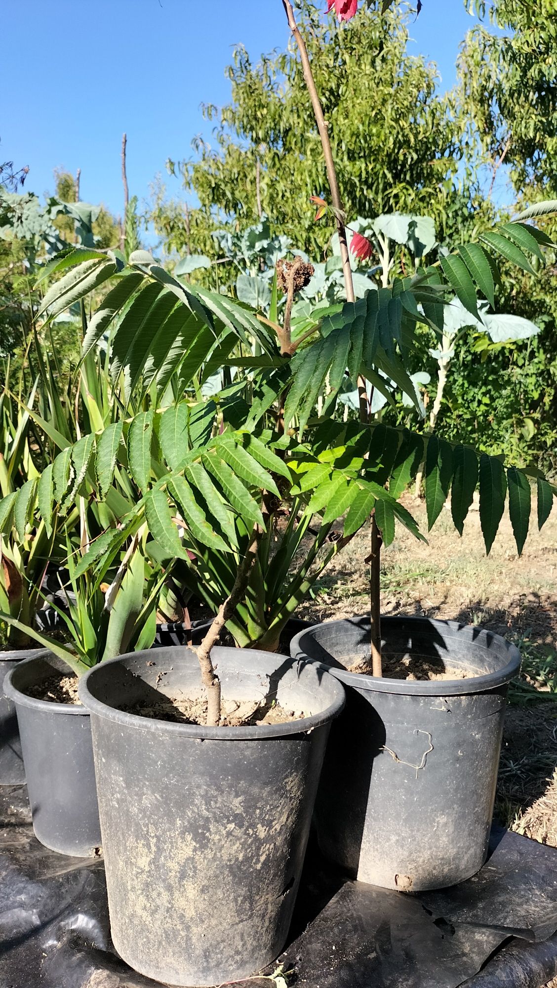 Rhus typhina, tenho várias para ceder