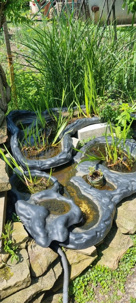 Tatarak botaniczny - do oczka wodnego