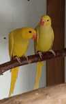 Ring Necks Caturras