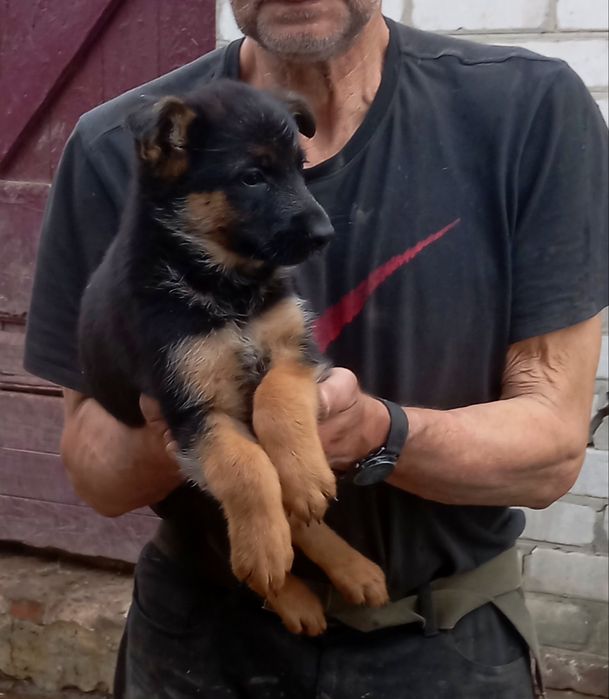 Роскошные девочки  и мальчики длинники и стандарт