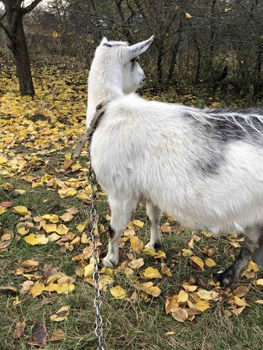 Продається кізочка