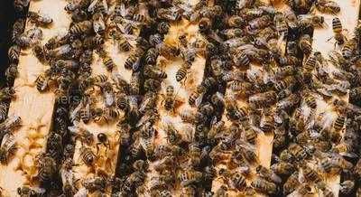 Продажа пчелиных семей