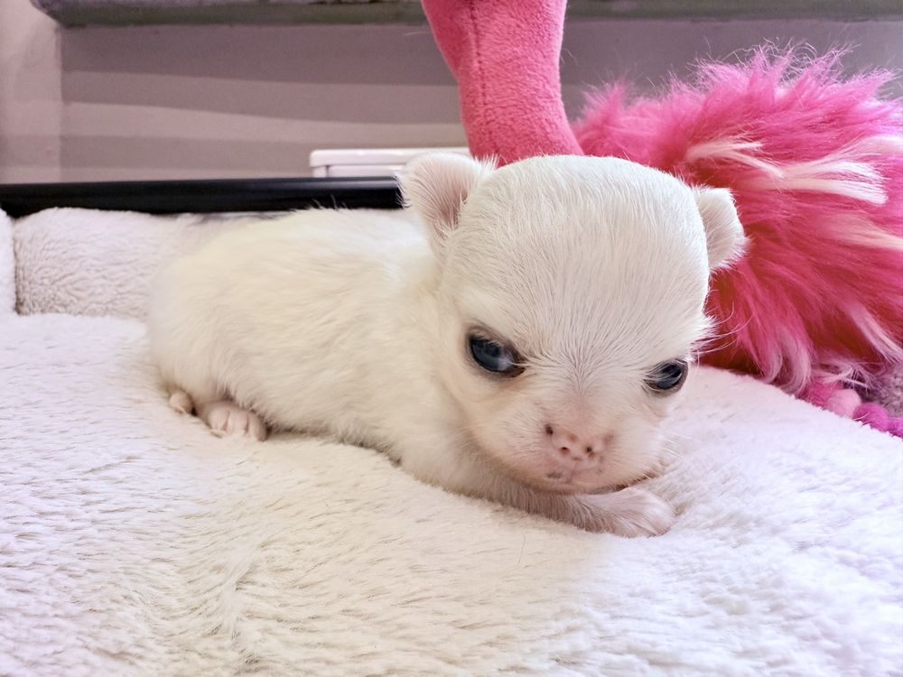 Malutka sunia chihuahua FCI