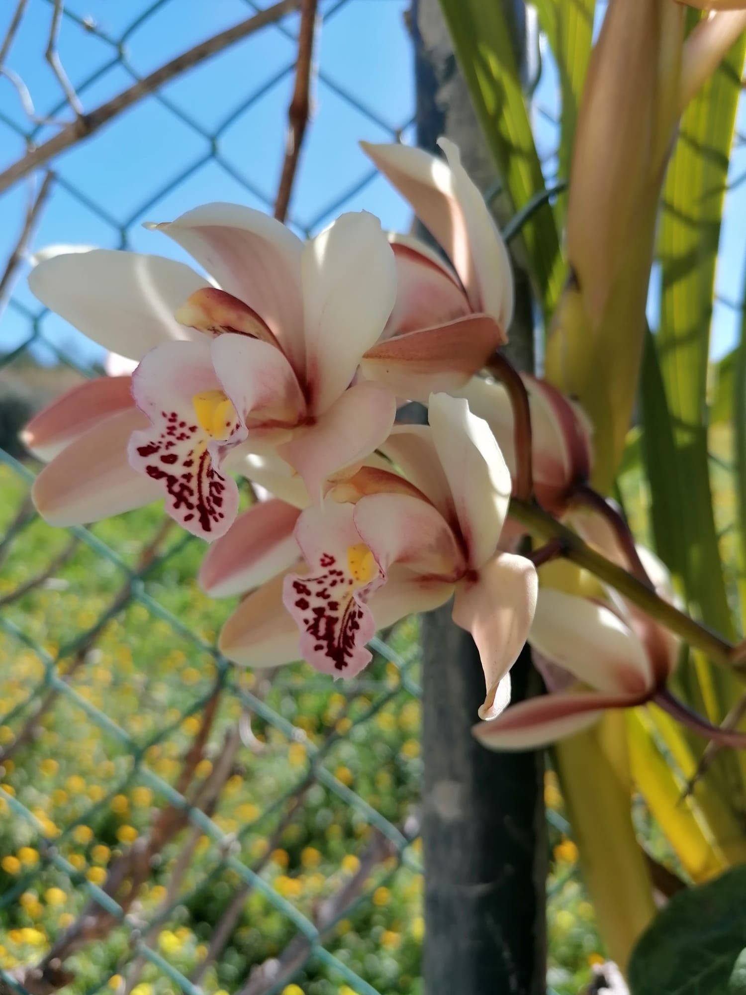 Vendo orquídeas de exterior