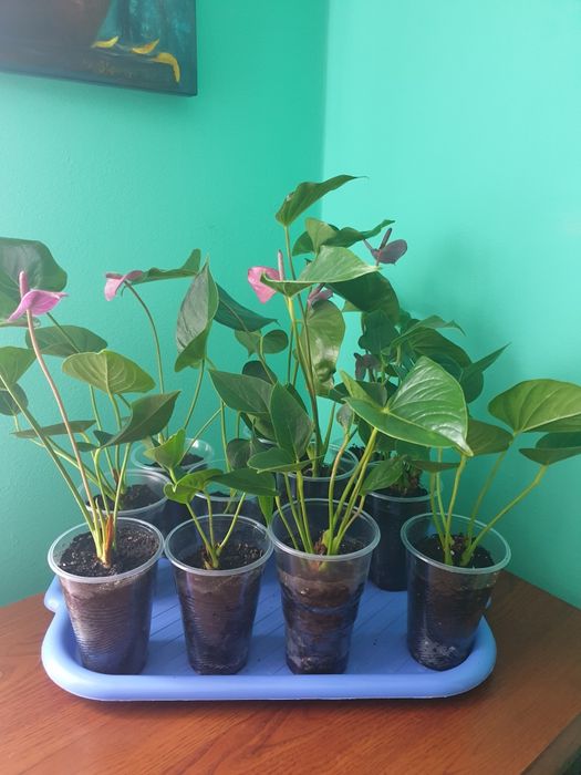 Набори всіх сортових антуріумів