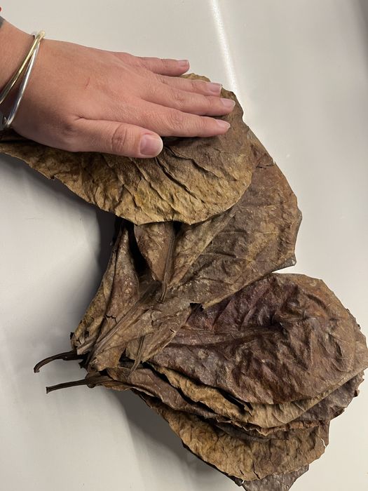 Folhas catappa/amendoeira