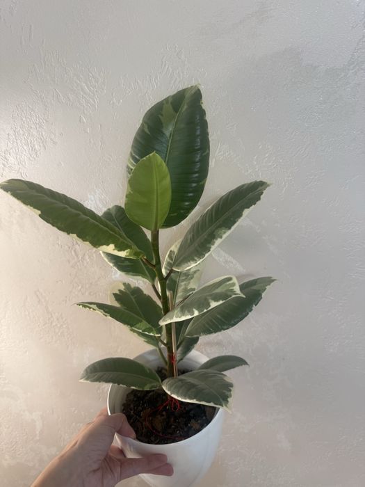 Фікус Тінекі, Беліз, Абіджан (TINEKI, BELIZE,  ELASTICA ABIDJAN)