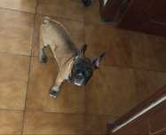 Vendo bulldog frânces puro