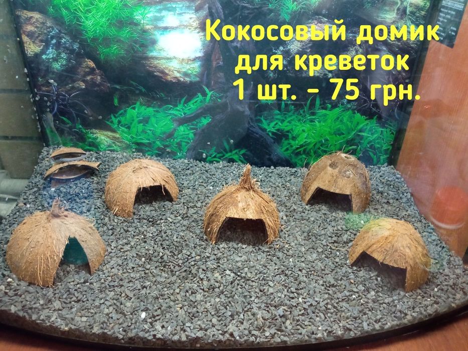 Мох Сингапур, Креветки кристал