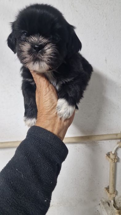 Shih tzu fêmea pura