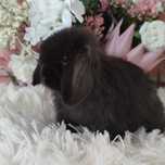 Mini lop black- miniaturka