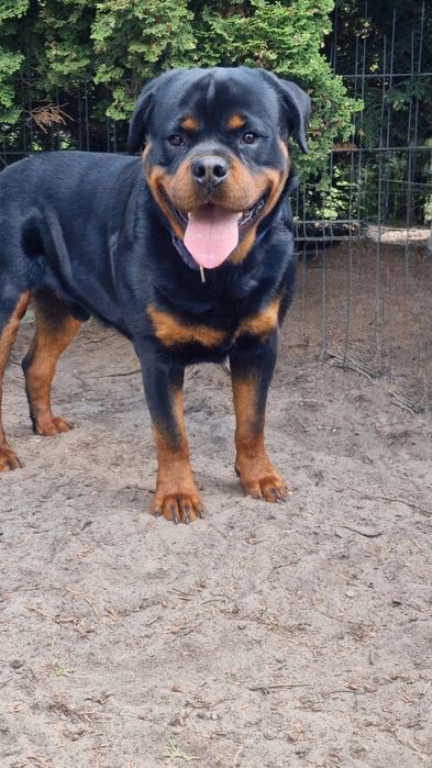 Rottweiler - pies