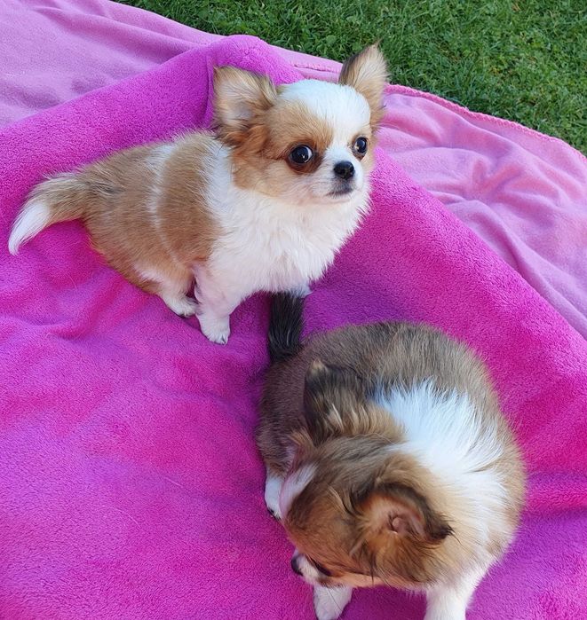 Chihuahua mini piesek z rodowodem