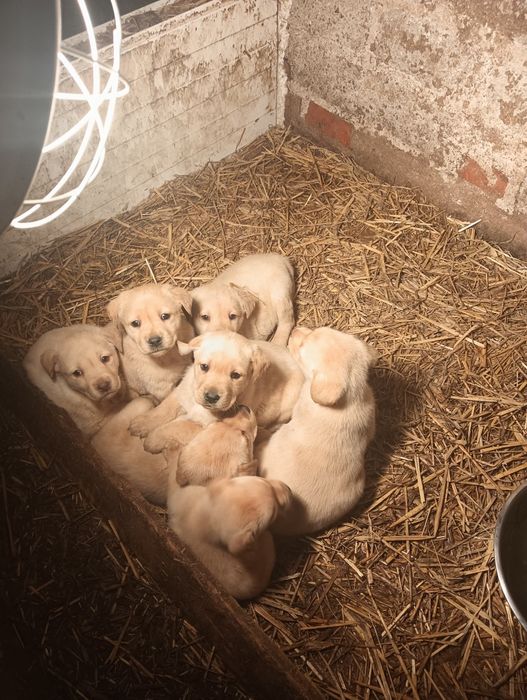 Labrador Retriever z Rodowodem