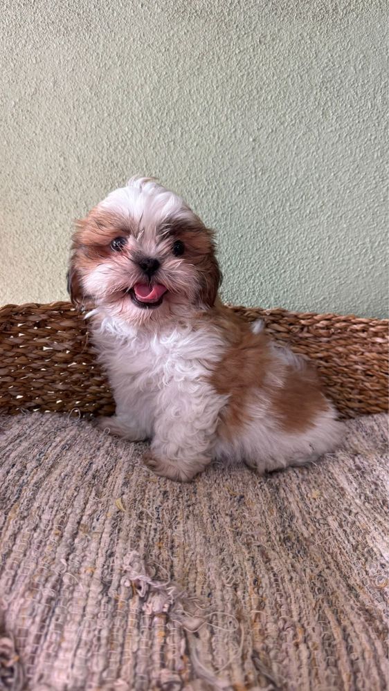 Menina Shih Tzu