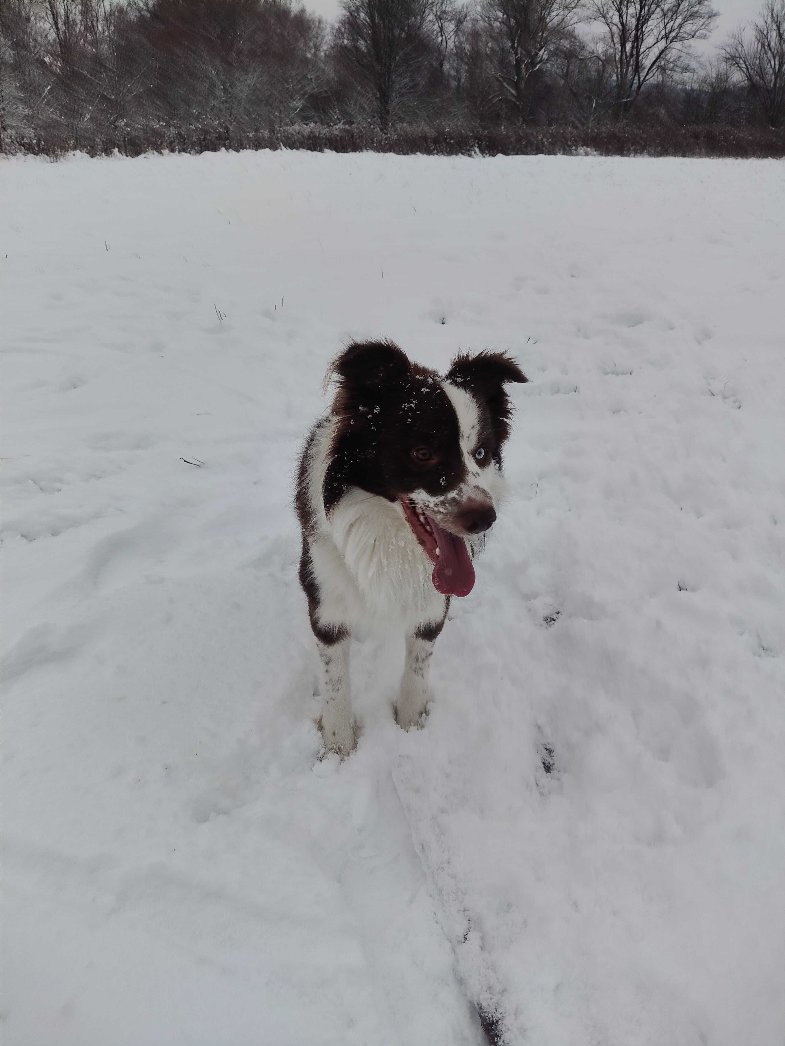 Border Collie Reproduktor