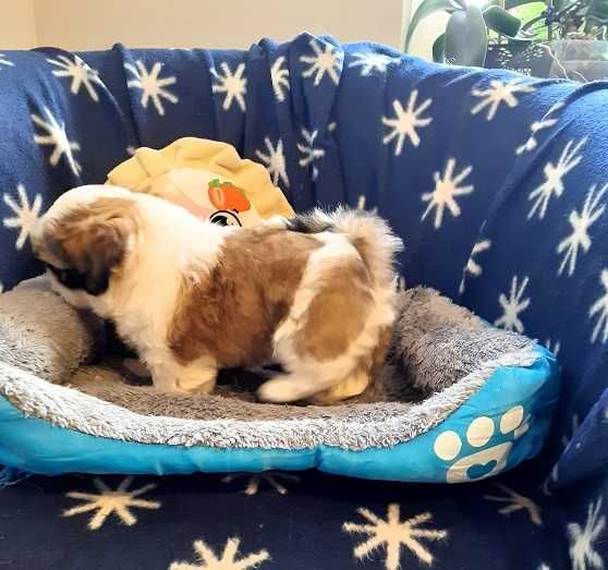 Przepiękna suczka shih tzu -Dixi z wielop. rodowodem-gotowa do odbioru