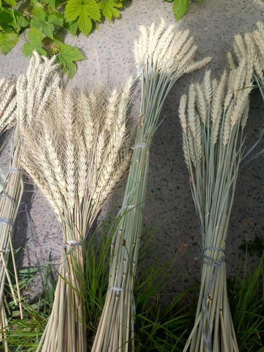 Колоски пшениці, букет пшениці, ячмінь