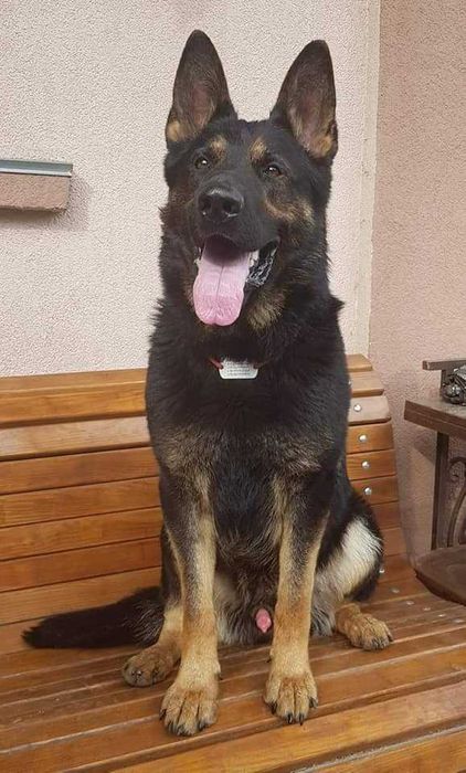 Немецкая овчарка кобель на вязку