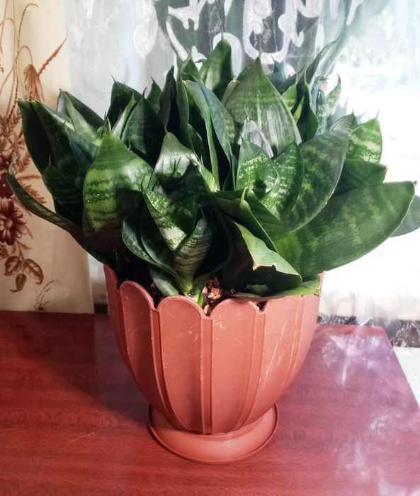 Сансевиерия Ханни (Sansevieria Hahnii)