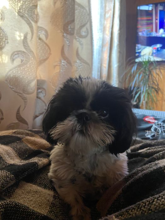 В‘язка ши-тцу хлопчик