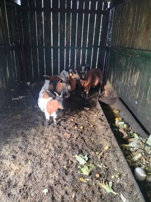 Owce kameruńskie i kozy miniaturki