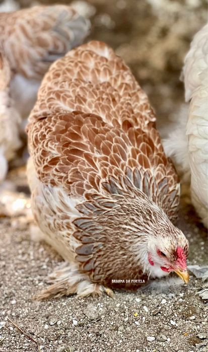 BRAHMA SALMÃO NEGRO / AZUL ( OVOS )