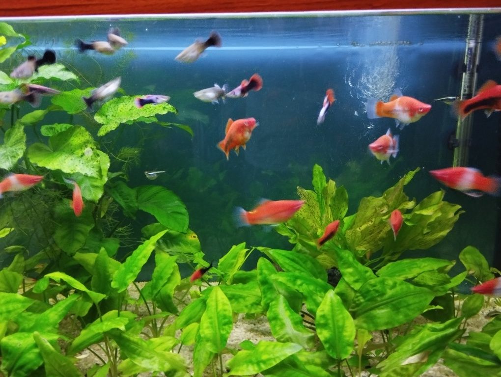 Sprzedam Mieczyki i Gupiki