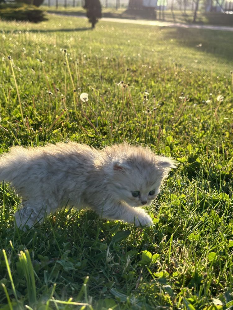 Шотландські висловухі кошенята