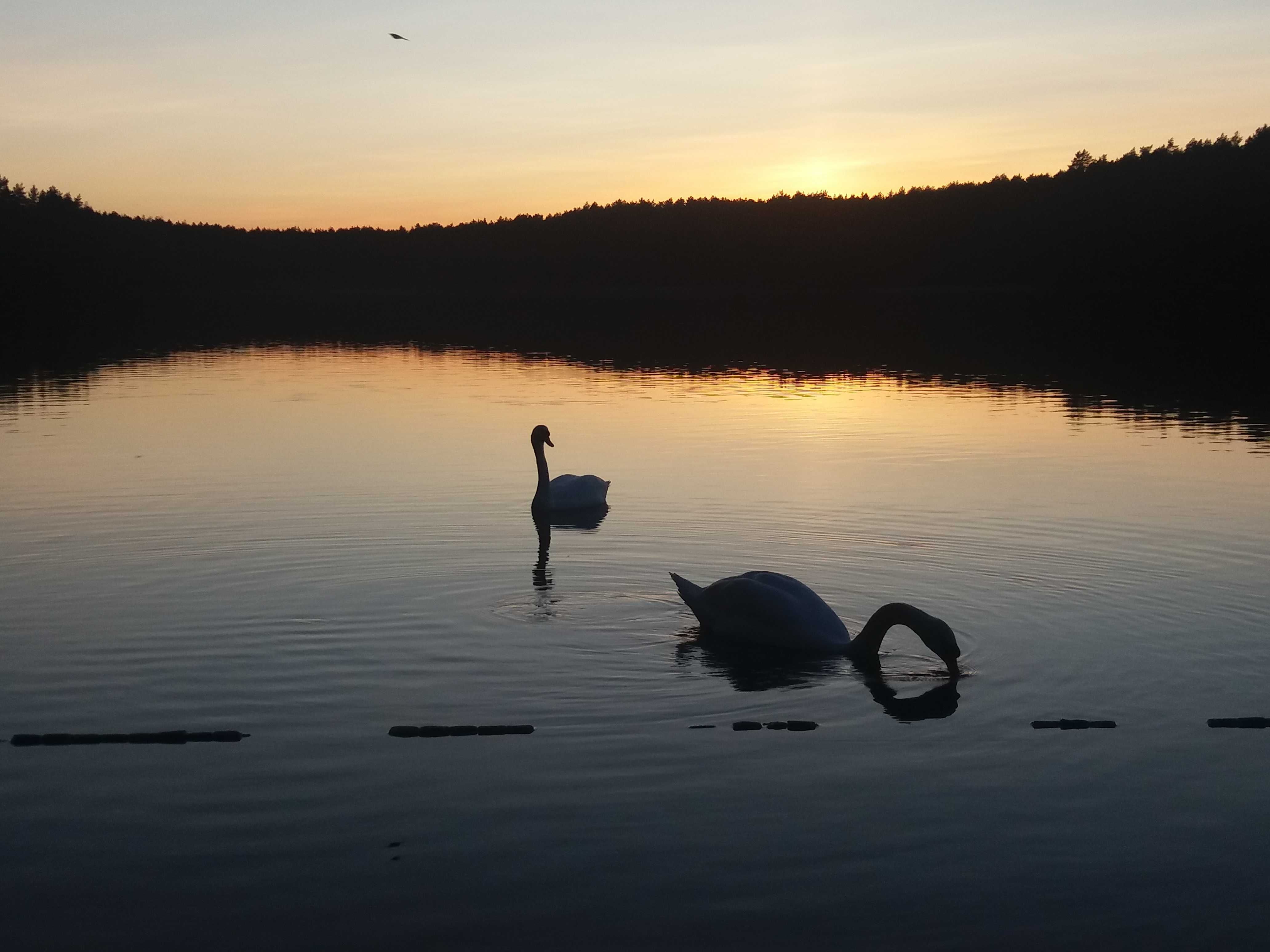 MAJ-Kaszuby Stężyca "Leśny  domek" jezioro,wędkowanie.las, grill