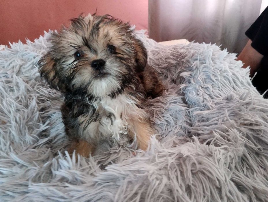 Piękny piesek Shorkie, hybryda Shih Tzu Jork