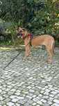 Estou a doar essa cachorinha