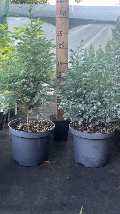 Булевард 2 л.-120 гр,Блю ерроу, смарад, елвуди…